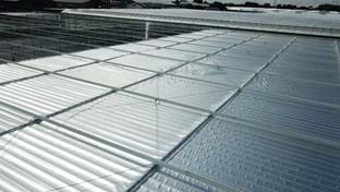 Plantenkwekerij André Van der Burg - Schermhal - 7.120 m²