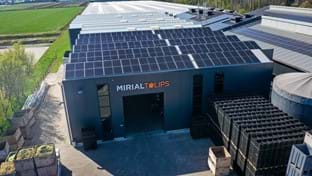 Mirial Tulips - 436 m²
