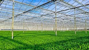 Ortolanda - Greenhouse relocation -  24.192 m²