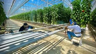 Vijverberg B.V. - Remplacer les tuyaux de chauffage - 83.312 m²