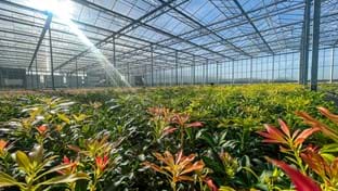 Kwekerij Maarten Bloemen - 9.331 m²