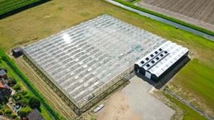 Bambusgärtnerei Hoekse Waard – 5.184 m²