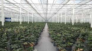 Flevo Flora - 5.755 m²