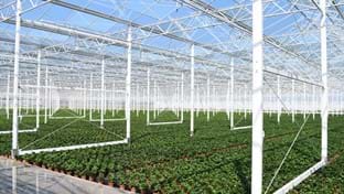 Drenthe Flowers - 13.342 m²