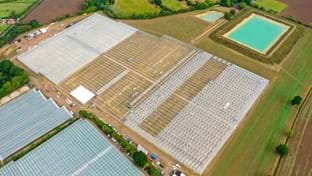 Berries Direct Farming - 64.560 m²