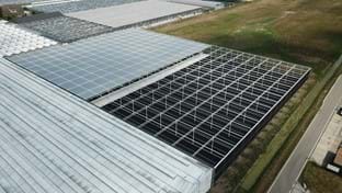 Plantenkwekerij André Van der Burg - Schermhal - 7.120 m²