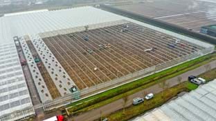 Cucumber nursery Grubben - Roof renovation - 29,736 m²