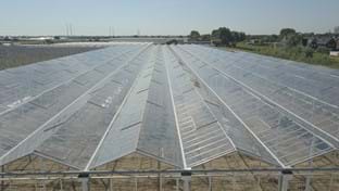 Coert van Dijk Roses - 25.206 m²