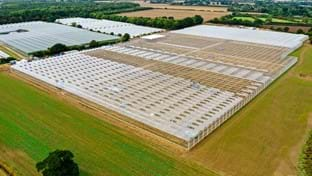 Berries Direct Farming - 64.560 m²