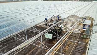 Cucumber nursery Grubben - Roof renovation - 29,736 m²