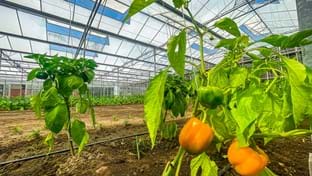 Hardeman - 2.815 m²