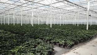 Flevo Flora - 5.755 m²