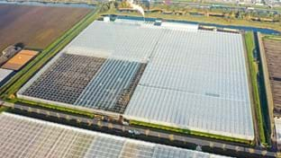 Cucumber nursery Grubben - Roof renovation - 29,736 m²