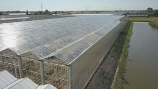 Coert van Dijk Roses - 25.206 m²