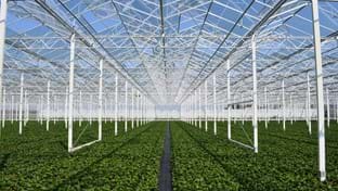 Drenthe Flowers - 13.342 m²