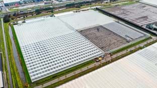 Komkommerkwekerij Grubben - Dek renovatie - 29.736 m²