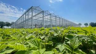 Kwekerij Maarten Bloemen - 9.331 m²